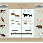 How insects compare to traditional livestock in protein production.